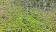 Nature Destroying Nature