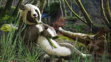 Video thumbnail: Eons The Fuzzy Origins of the Giant Panda
