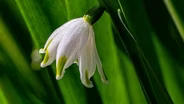 W.J. Beal Botanical Garden