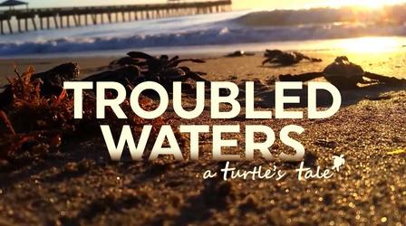 Video thumbnail: WLRN Documentaries Troubled Waters: A Turtle's Tale