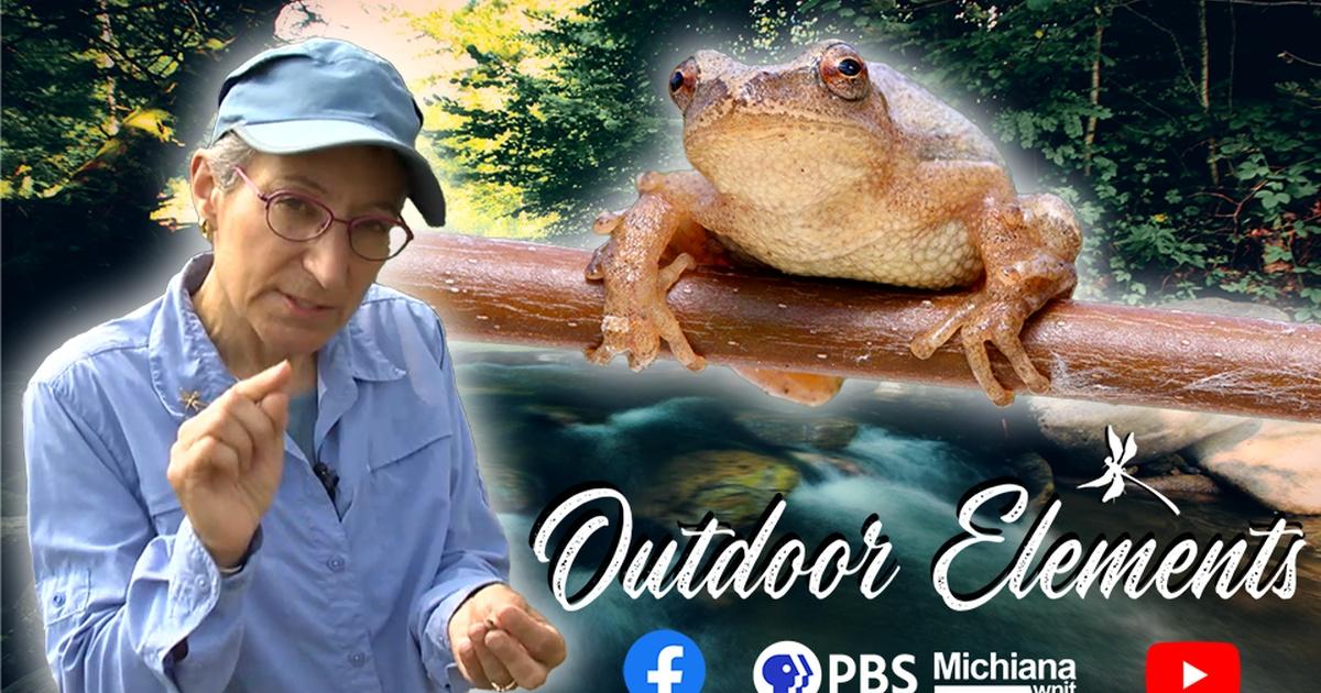 Outdoor Elements | Spring Peeper