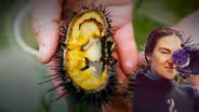 Cooking Urchin and Abalone