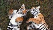 Preview of Tiger Island: Part Two