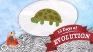 Have We Seen A New Species? - 12 Days of Evolution #5