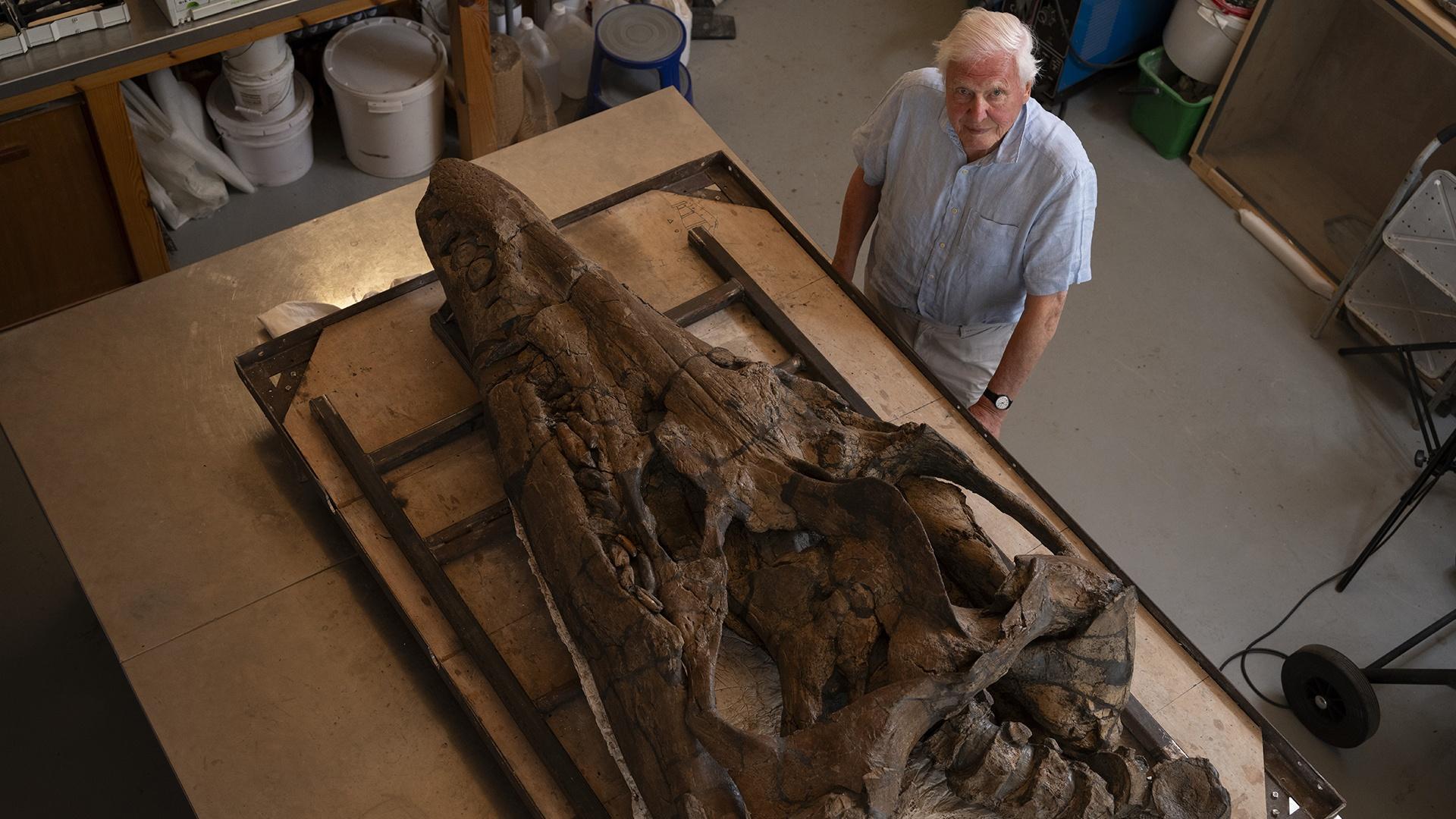 Sir David Attenborough standing next to the fossil of the largest Jurassic predator.