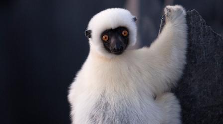 Video thumbnail: Islands of Wonder Lemurs Navigate the Grand Tsingy