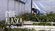 From Mammoth to Kale: A look into gardening in the Arctic