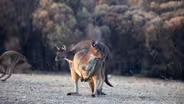 Calculating the Toll of the Australian Wildfires