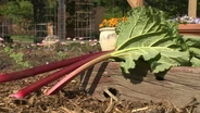 Backyard Farmer:  Samples and Rhubarb