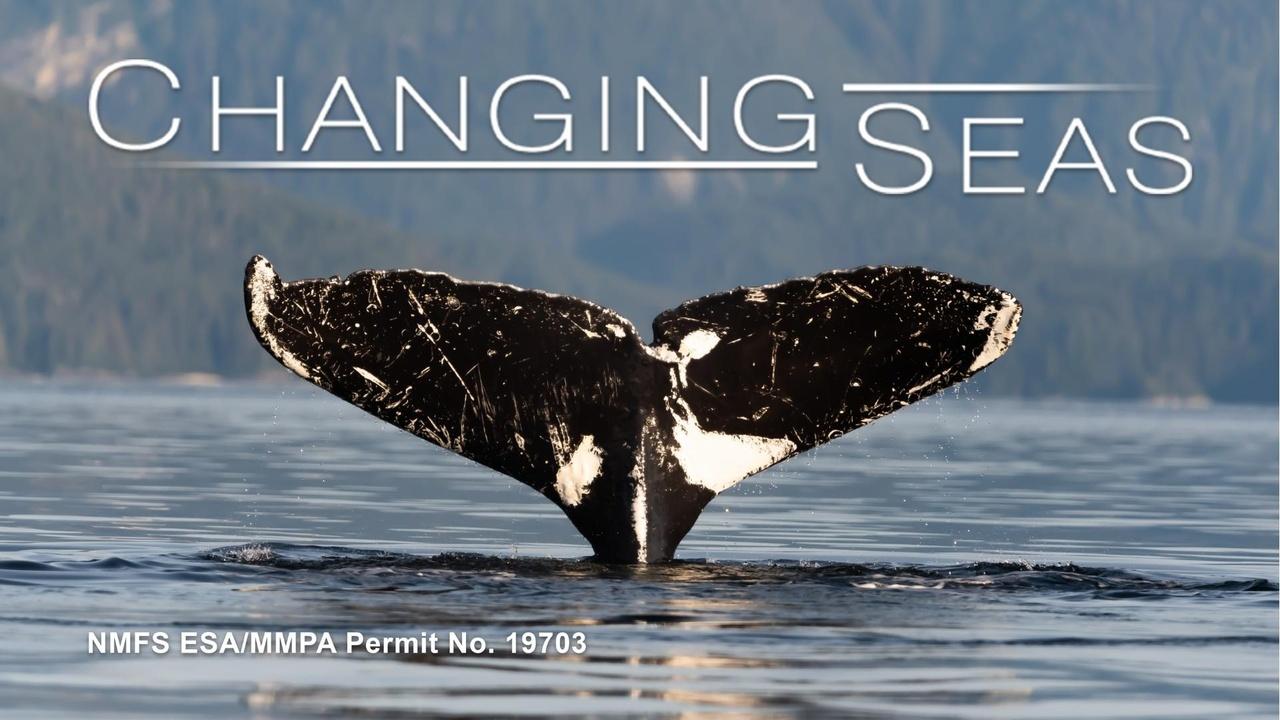 Changing Seas | Vanishing Whales