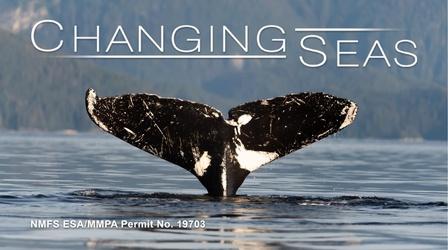 Video thumbnail: Changing Seas Vanishing Whales