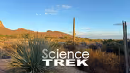 Deserts: Cacti, Bees and the Sonoran Desert