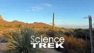 Deserts: Cacti, Bees and the Sonoran Desert
