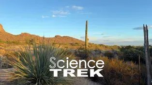 Deserts: Cacti, Bees and the Sonoran Desert