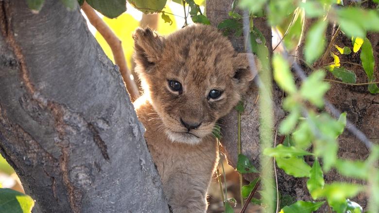 Big Cats 24/7 Image