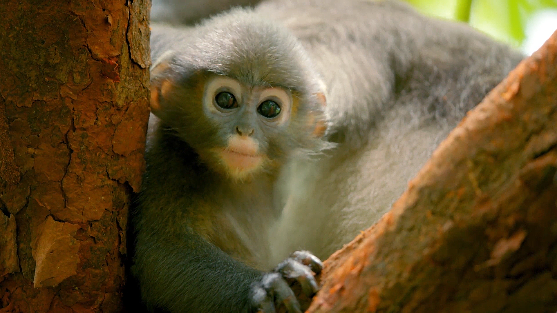 Best Monkey Moments  BBC Earth 