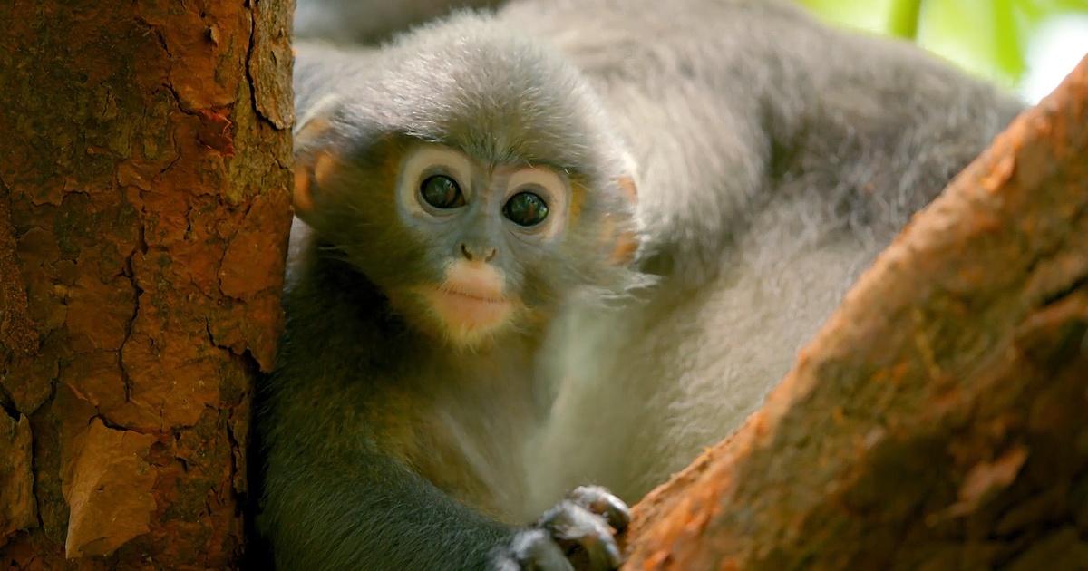 Nature | Season 39 | Preview of Primates: Episode Three "Protecting Primates"