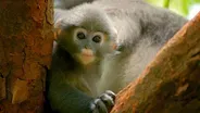 Preview of Primates: Episode Three "Protecting Primates"