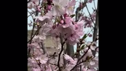 Cherry Trees Bloom in Jackson Park