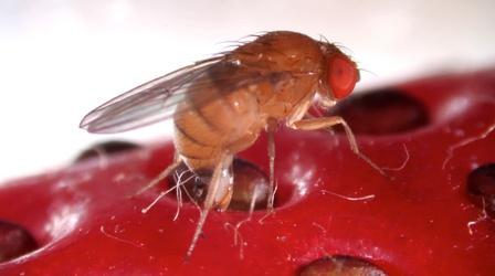Video thumbnail: Deep Look This Freaky Fruit Fly Lays Eggs in Your Strawberries