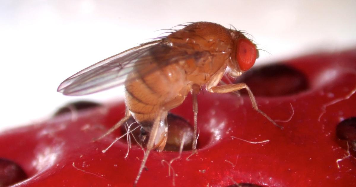 Deep Look, This Freaky Fruit Fly Lays Eggs in Your Strawberries, Season 9, Episode 8