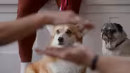 Trailer: The School of Canine Massage