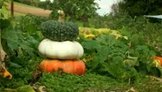 Fall Crops