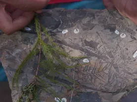Plant Fossils Hint at Arctic's Swampy Past