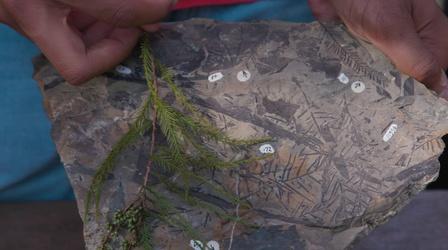 Video thumbnail: NOVA Plant Fossils Hint at Arctic's Swampy Past