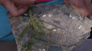 Plant Fossils Hint at Arctic's Swampy Past