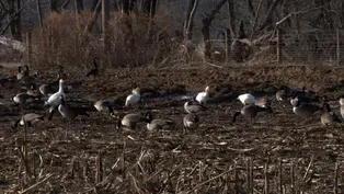 Living in the Lehigh Valley: Avian Flu