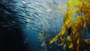 The Ocean Planet