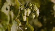 Hops | Superabundant