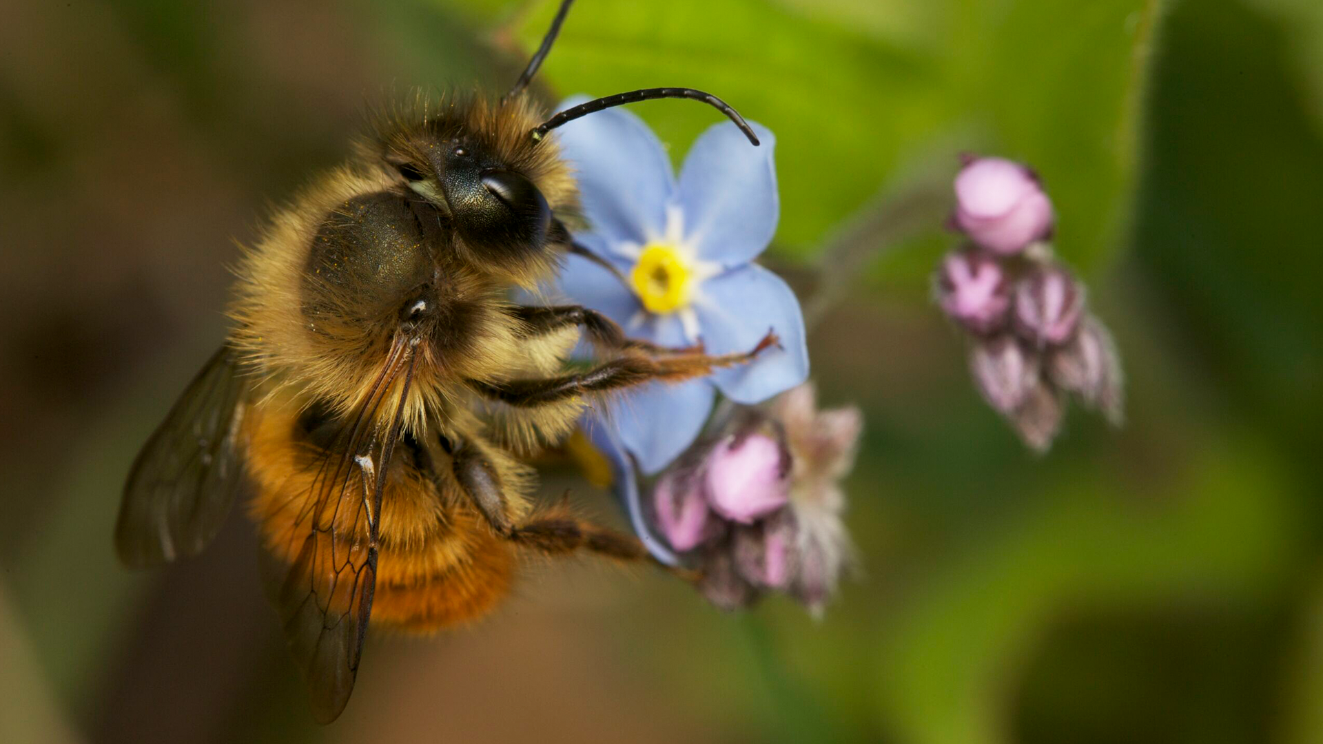 The Secret Lives of Honeybees: How Honey Gets Made