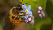 Preview of My Garden of a Thousand Bees