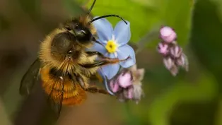 Preview of My Garden of a Thousand Bees