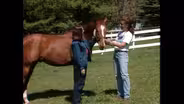 Horses/Western Saddles/Hayward Gardens/Willem Lange