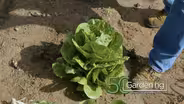 Oklahoma Gardening May 17, 2025