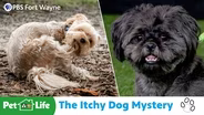 The Itchy Dog Mystery