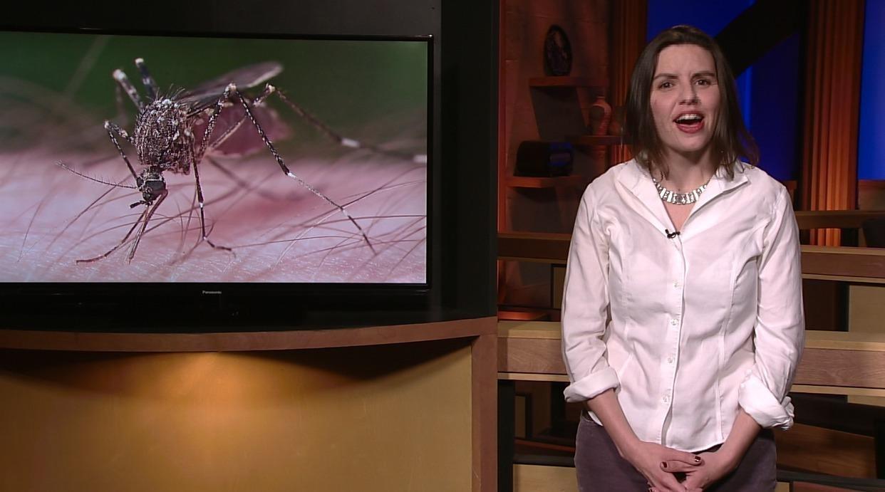 Kate Gibson Essay | An Ode to Mosquitoes