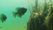Into Fishing with Cane Poles