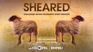 Sheared: Challenges Facing Colorado's Sheep Industry
