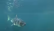 Shark Trackers