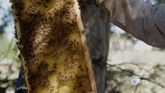 Drought disrupts bees and slashes honey supply