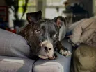 The NewsHour's family of furry friends