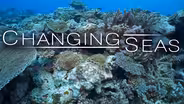 American Samoa's Resilient Coral Reefs | Trailer