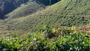 State Tests Drones to Battle Fast‑Spreading Kudzu
