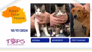 10/17/2024 | Asteria, Aphrodite and Foxy Shazam | Mark's Furry Friends