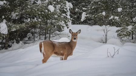 Video thumbnail: Prairie Sportsman A Quiet Pursuit