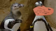 For the Love of Penguins